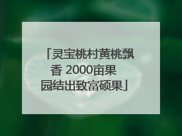 灵宝桃村黄桃飘香 2000亩果园结出致富硕果