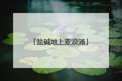 盐碱地上麦浪涌