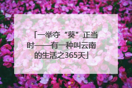 一举夺“葵”正当时——有一种叫云南的生活之365天