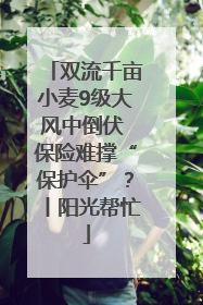 双流千亩小麦9级大风中倒伏 保险难撑“保护伞”？丨阳光帮忙