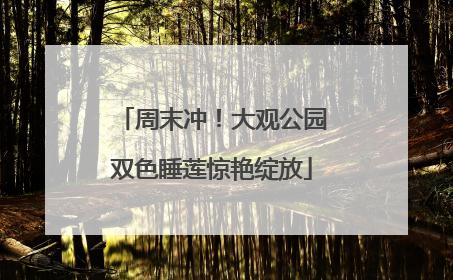 周末冲！大观公园双色睡莲惊艳绽放