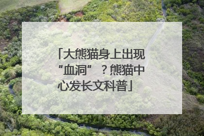 大熊猫身上出现“血洞”？熊猫中心发长文科普