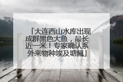 大连西山水库出现成群黑色大鱼，最长近一米！专家确认系外来物种埃及塘鲺