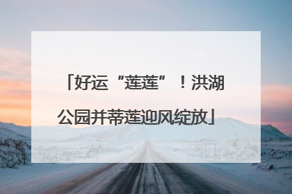 好运“莲莲”！洪湖公园并蒂莲迎风绽放