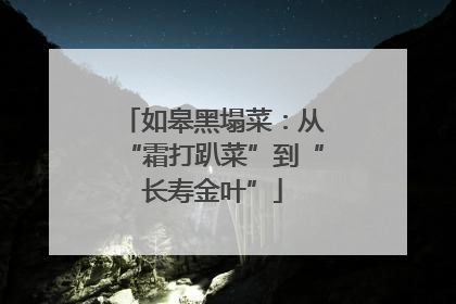 如皋黑塌菜：从“霜打趴菜”到“长寿金叶”