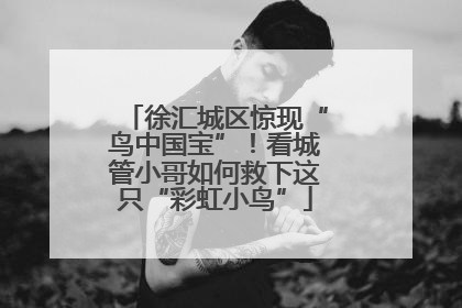 徐汇城区惊现“鸟中国宝”！看城管小哥如何救下这只“彩虹小鸟”