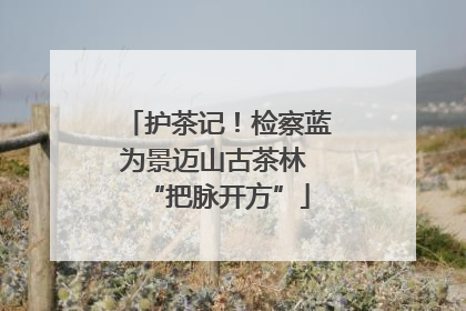 护茶记！检察蓝为景迈山古茶林 “把脉开方”