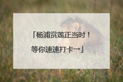 杨浦赏莲正当时！等你速速打卡→