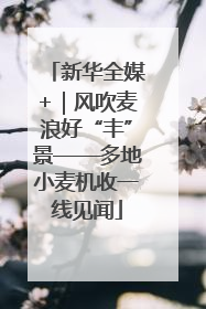 新华全媒+｜风吹麦浪好“丰”景——多地小麦机收一线见闻