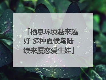 栖息环境越来越好 多种夏候鸟陆续来厦恋爱生娃