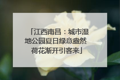 江西南昌：城市湿地公园夏日绿意盎然 荷花渐开引客来
