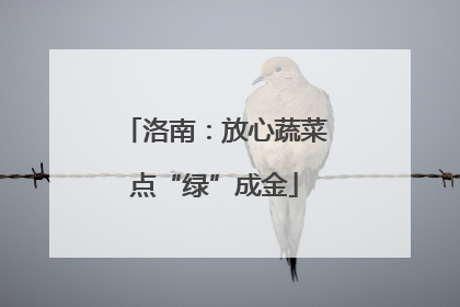 洛南：放心蔬菜点“绿”成金