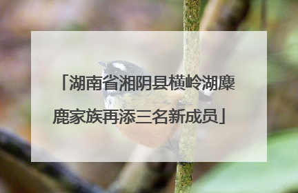 湖南省湘阴县横岭湖麋鹿家族再添三名新成员