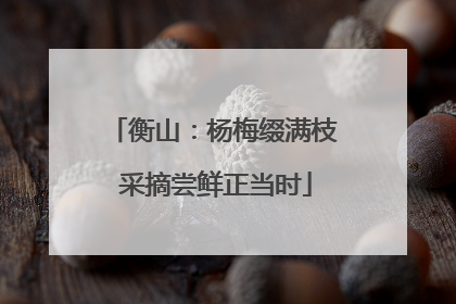 衡山：杨梅缀满枝 采摘尝鲜正当时