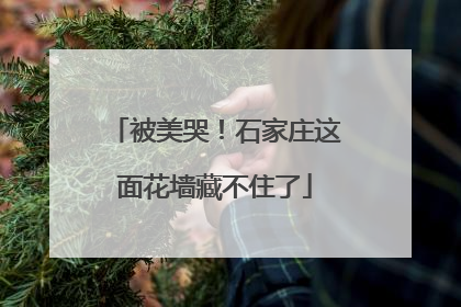 被美哭！石家庄这面花墙藏不住了