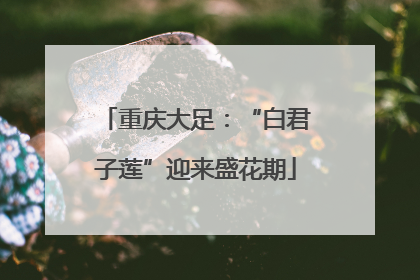重庆大足：“白君子莲”迎来盛花期