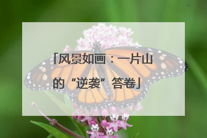 风景如画：一片山的“逆袭”答卷