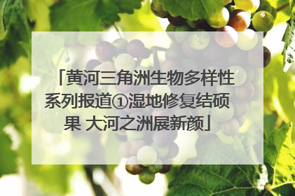 黄河三角洲生物多样性系列报道①湿地修复结硕果 大河之洲展新颜