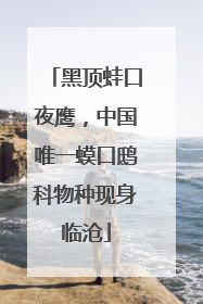 黑顶蛙口夜鹰，中国唯一蟆口鸱科物种现身临沧